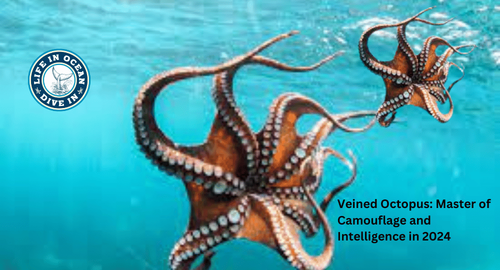 Veined Octopus: Master of Camouflage and Intelligence in 2024