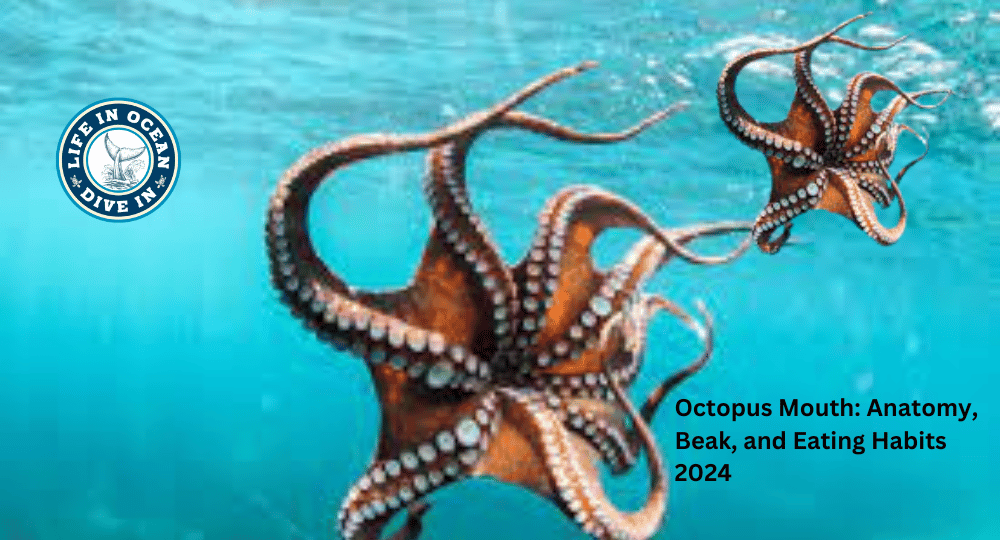 Octopus Mouth: Anatomy, Beak, and Eating Habits 2024