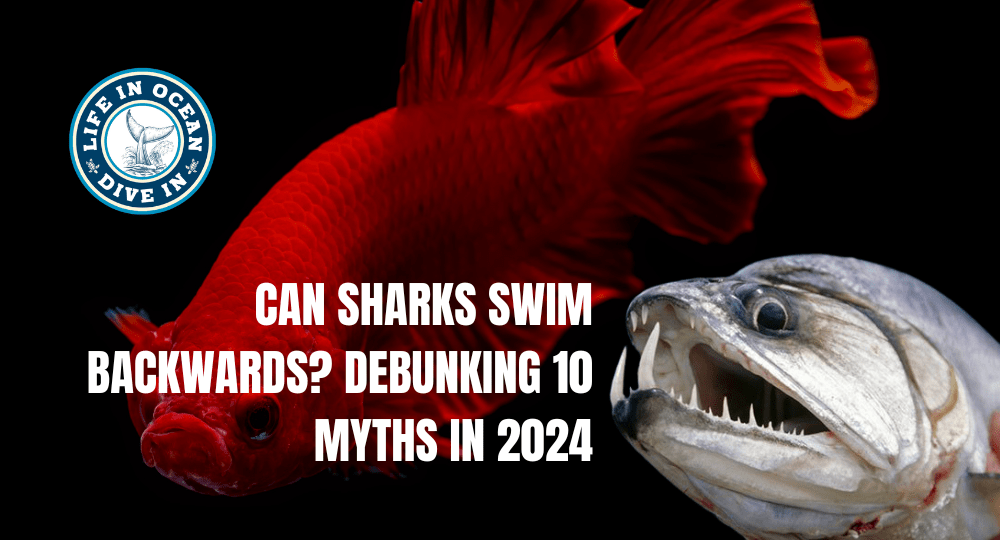 Can Sharks Swim Backwards? Busting 10 False Beliefs in 2024