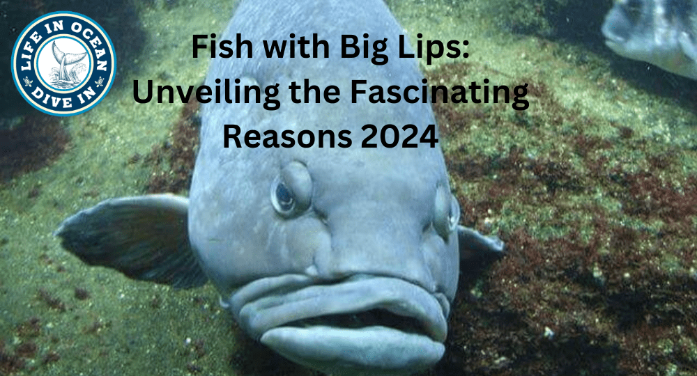 Fish with Big Lips