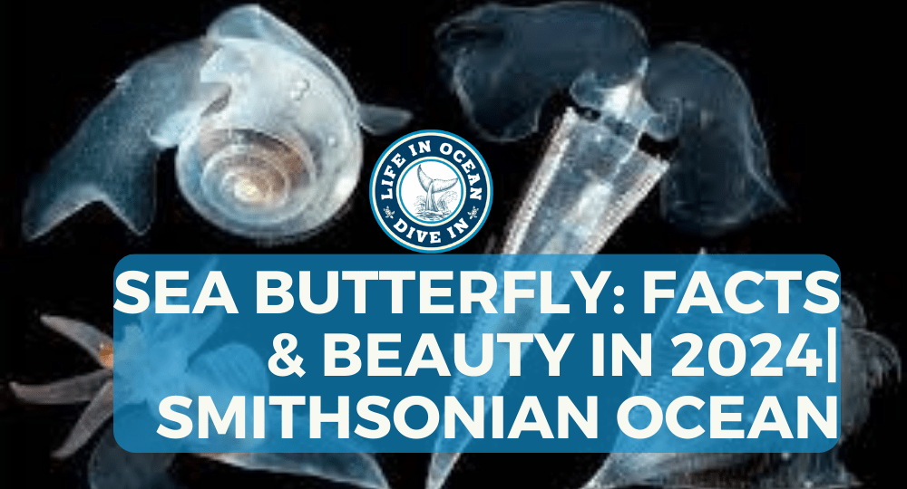 Sea Butterfly: Facts & Beauty in 2024| Smithsonian Ocean