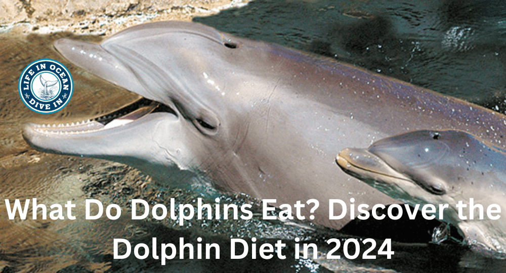 What Do Dolphins Eat? Discover the Dolphin Diet in 2024