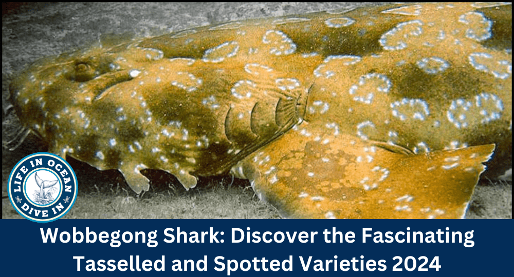 Wobbegong Shark: Discover the Fascinating Tasselled and Spotted Varieties 2024