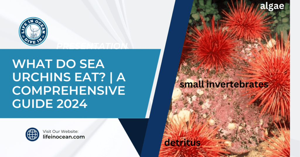 What Do Sea Urchins Eat? | A Comprehensive Guide 2024