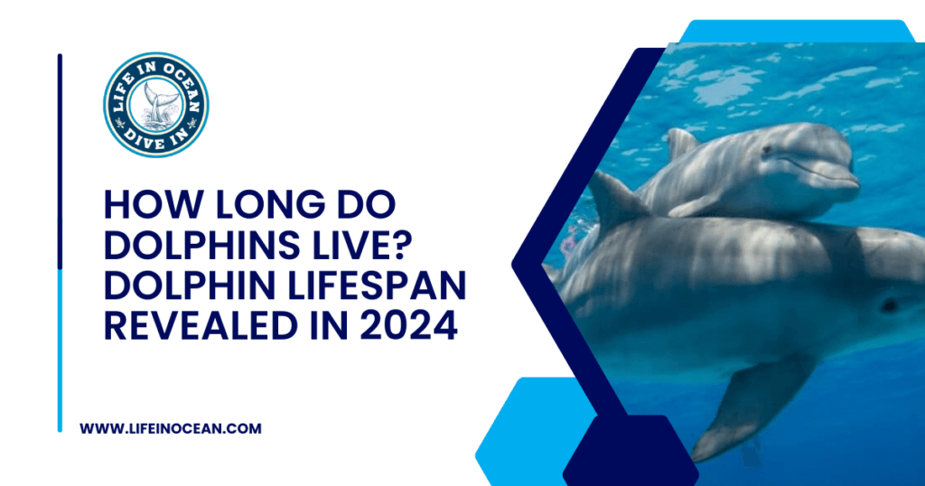 How Long Do Dolphins Live? Dolphin Lifespan & Facts in 2024