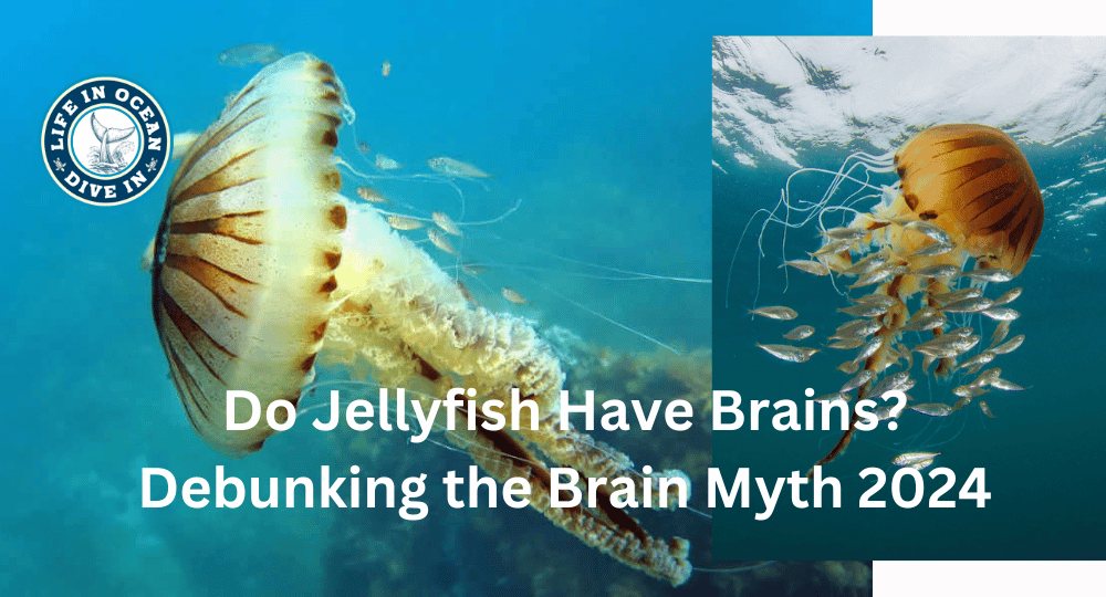 Do Jellyfish Have Brains? Debunking the Brain Myth 2024