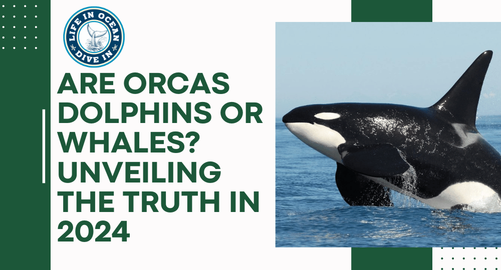 Are Orcas Dolphins or Whales? Unveiling the Truth in 2024