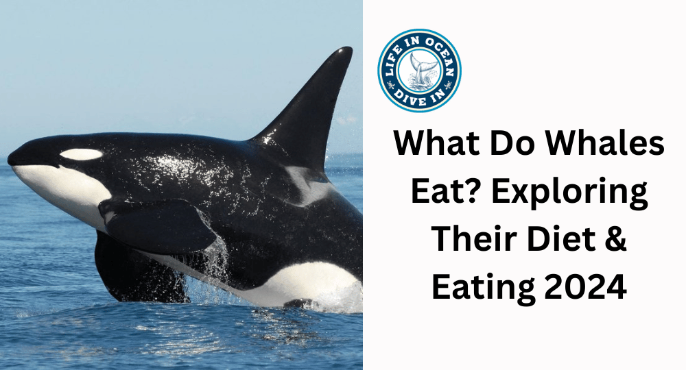 What Do Whales Eat? Exploring Their Diet & Eating 2024