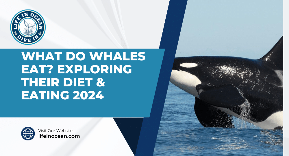 What Do Whales Eat? Exploring Their Diet & Eating 2024