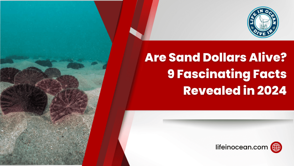 Are Sand Dollars Alive? 9 Fascinating Facts Revealed in 2024