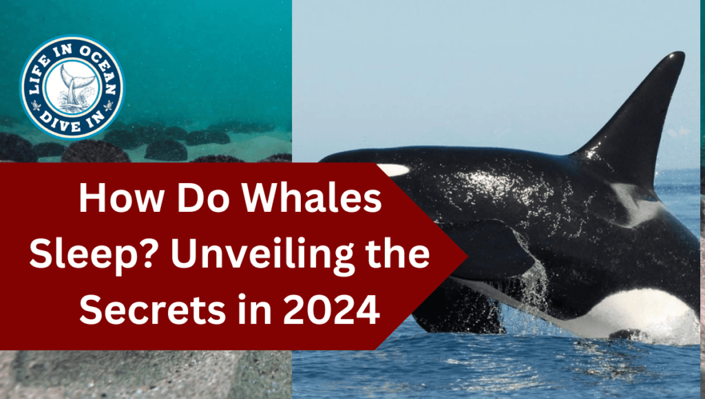 How Do Whales Sleep? Unveiling the Secrets in 2024