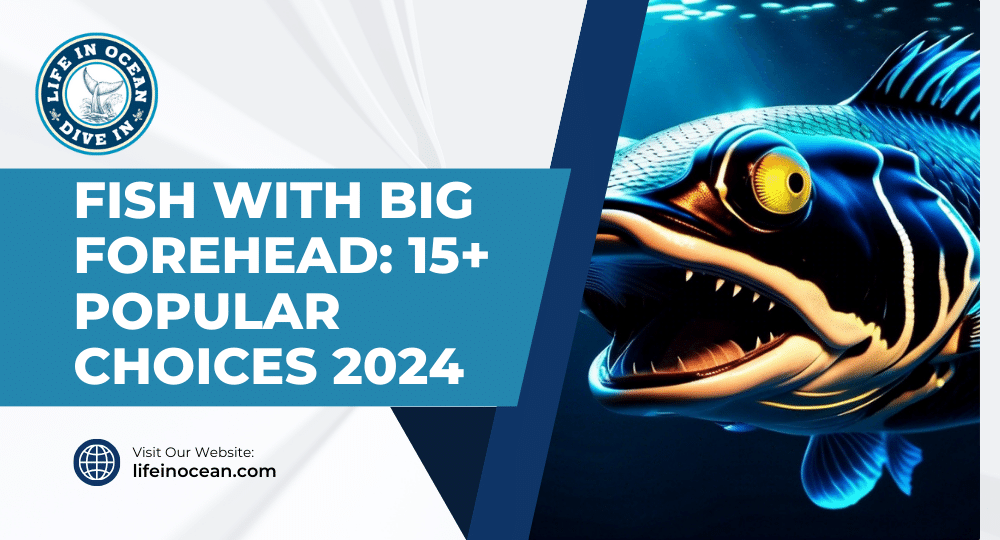 Fish with Big Forehead: 15+ Popular Choices 2024
