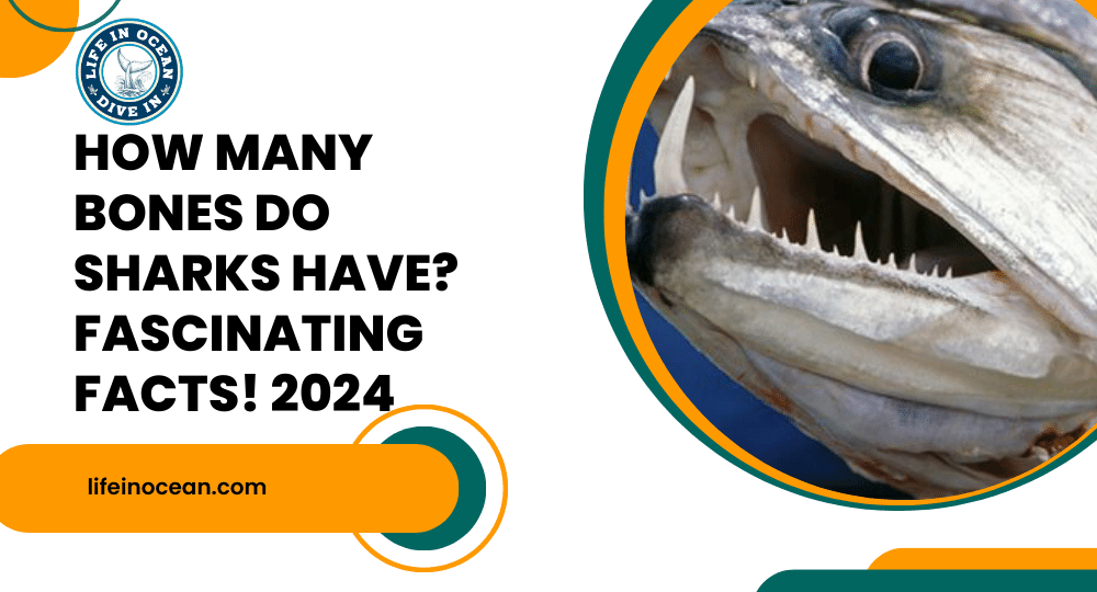 How Many Bones Do Sharks Have? Fascinating Facts! 2024