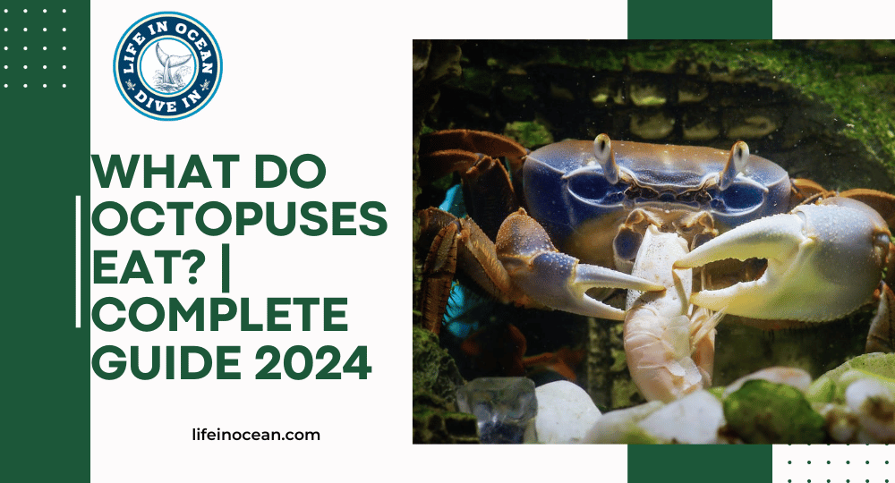 What Do Octopuses Eat? | Complete Guide 2024