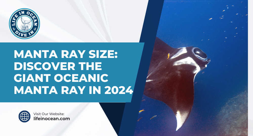 Manta Ray Size: Discover the Giant Oceanic Manta Ray in 2024