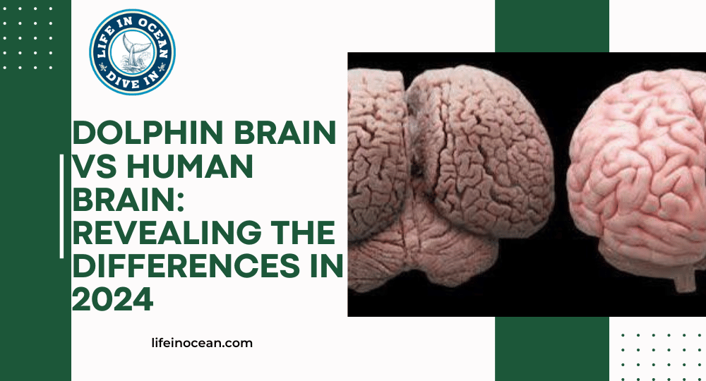 Dolphin Brain vs Human Brain: Revealing the Differences in 2024