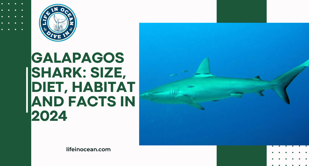 Galapagos Shark: Size, Diet, Habitat and Facts in 2024