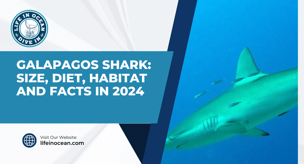 Galapagos Shark: Size, Diet, Habitat and Facts in 2024