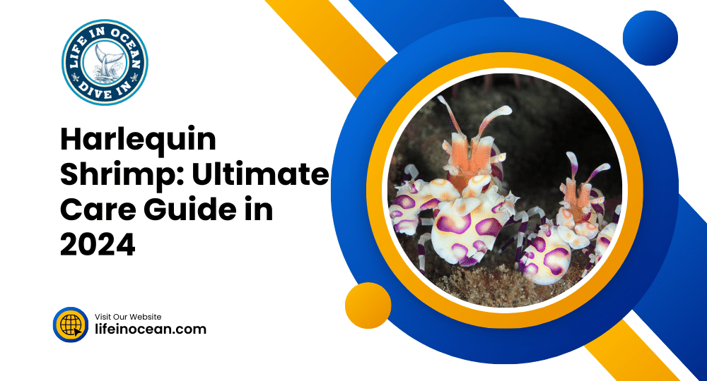 Harlequin Shrimp: Ultimate Care Guide in 2024