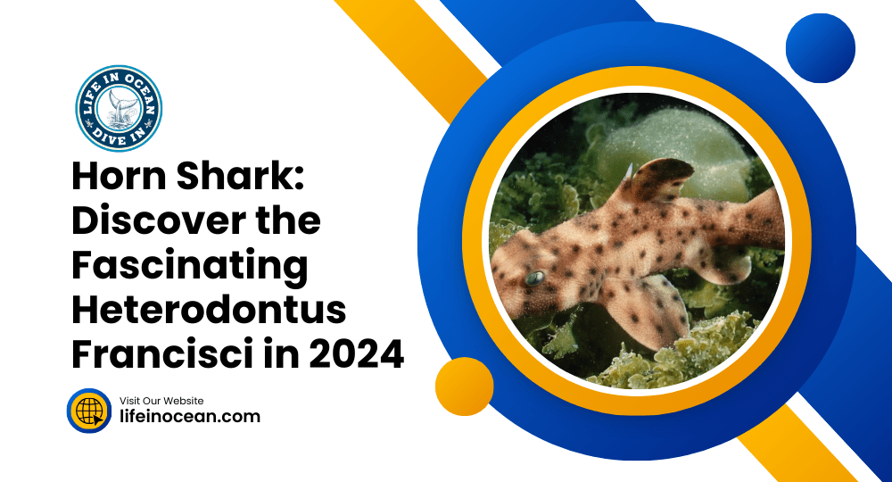 Horn Shark: Discover the Fascinating Heterodontus Francisci in 2024