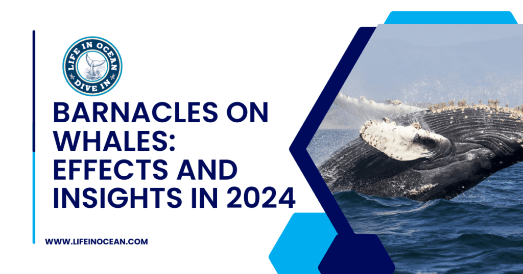 Barnacles on Whales: Best Effects and Insights in 2024