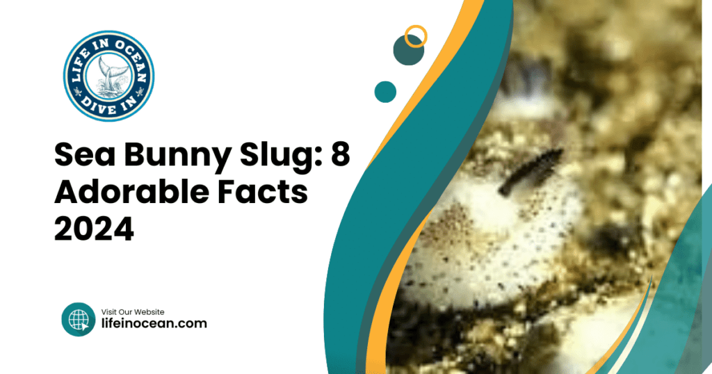 Sea Bunny Slug: 8 Adorable Facts 2024