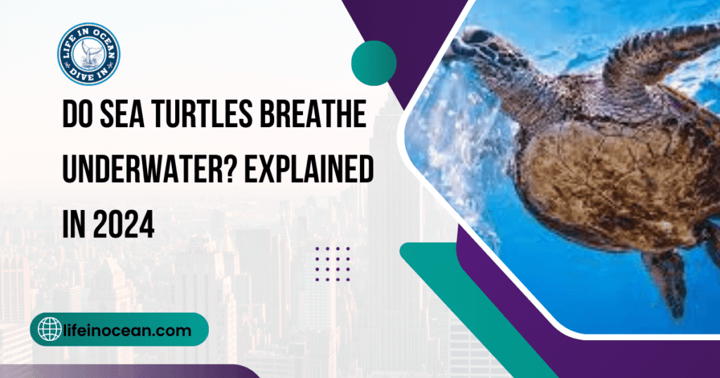 Do Sea Turtles Breathe Underwater? Explained in 2024