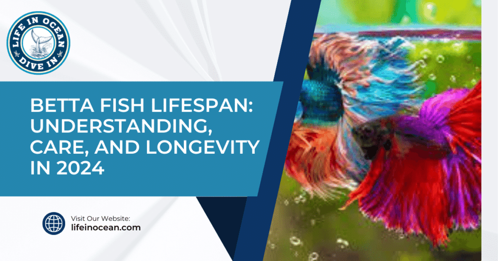 Betta Fish Lifespan: Understanding, Care, and Longevity in 2024