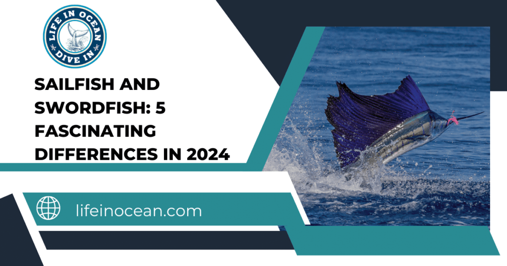 Sailfish and Swordfish: 5 Fascinating Differences in 2024