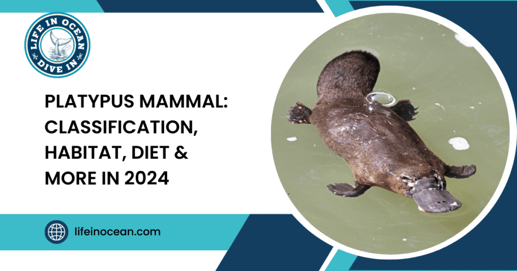Platypus Mammal: Classification, Habitat, Diet & More in 2024