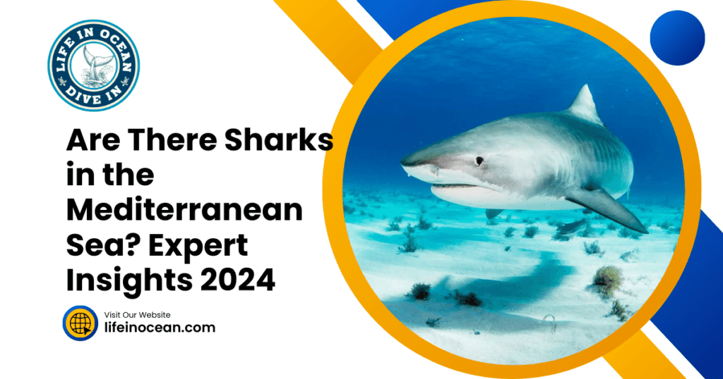 Are There Sharks in the Mediterranean Sea? Expert Insights 2024