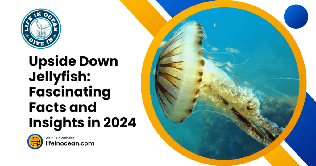 Upside Down Jellyfish: Fascinating Facts and Insights in 2024