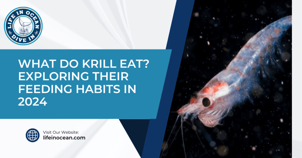 What Do Krill Eat? Exploring Their Feeding Habits in 2024