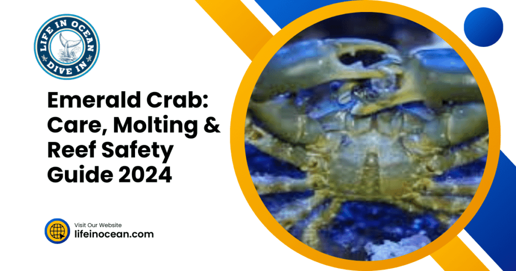 Emerald Crab: Care, Molting & Reef Safety Guide 2024