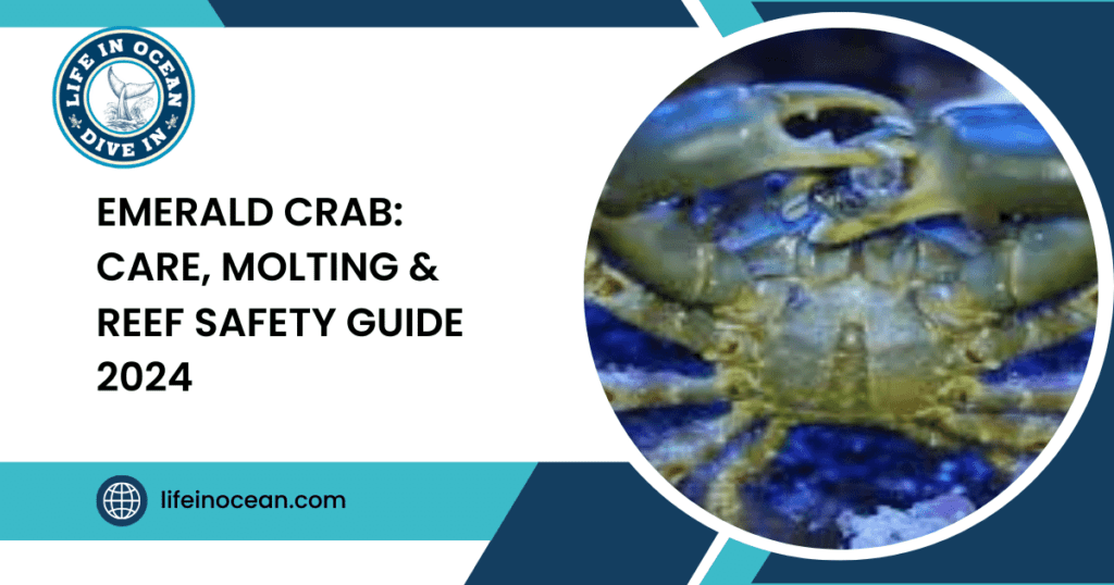 Emerald Crab: Care, Molting & Reef Safety Guide 2024