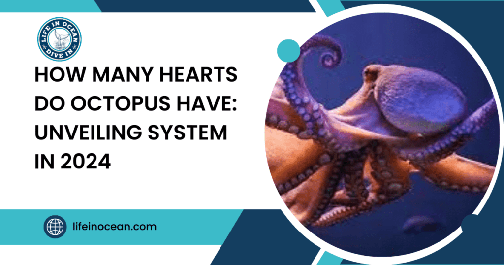 How Many Hearts Do Octopus Have: Unveiling System in 2024
