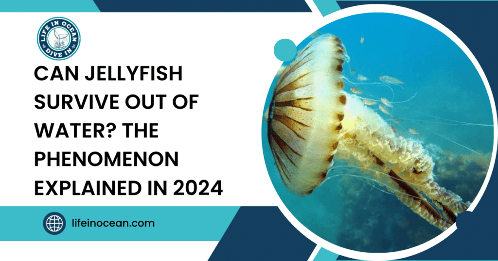 Can Jellyfish Survive Out of Water? The Phenomenon Explained in 2024