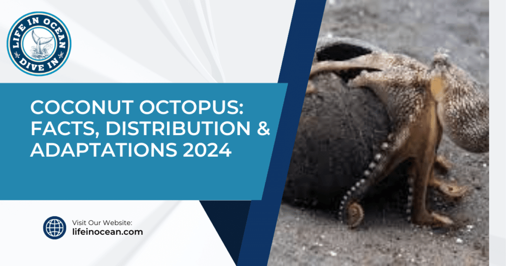 Coconut Octopus: Facts, Distribution & Adaptations 2024
