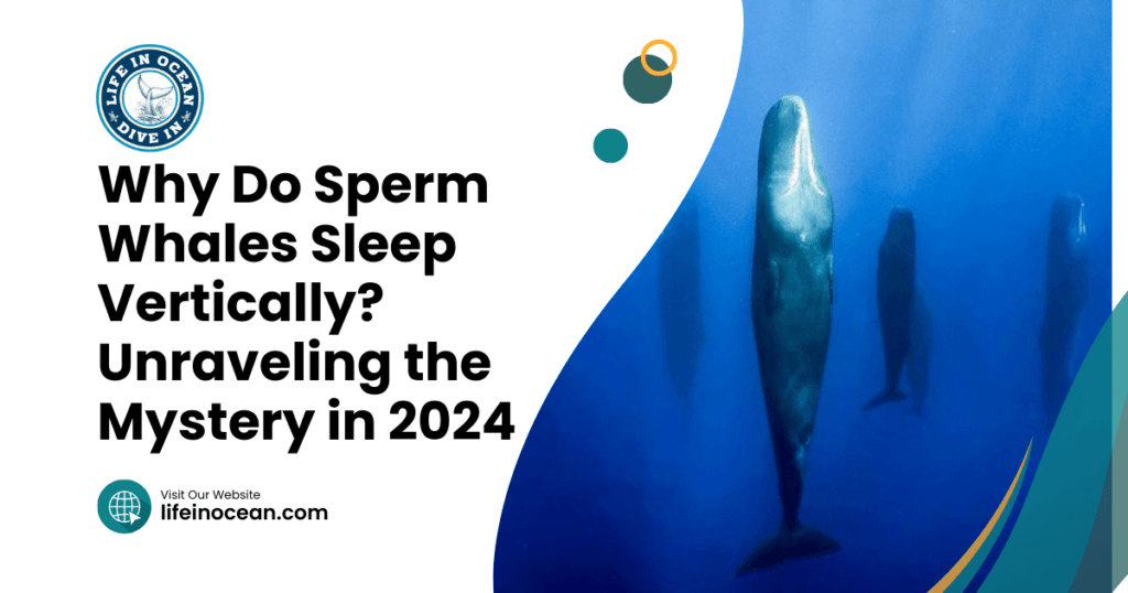 Why Do Sperm Whales Sleep Vertically? Unraveling the Mystery in 2024
