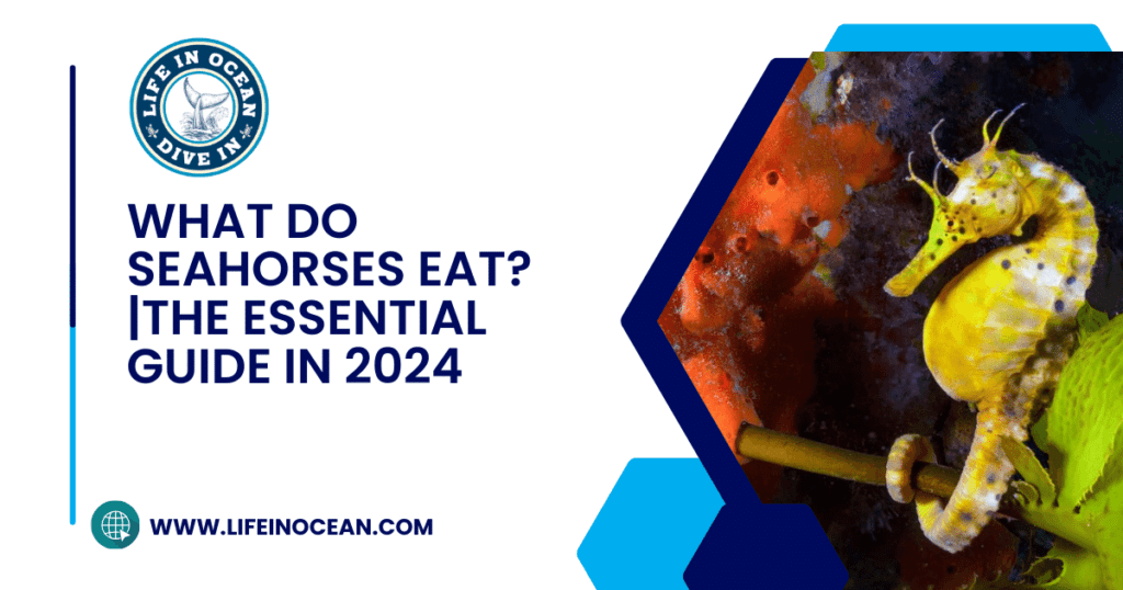 What Do Seahorses Eat? |The Essential Guide in 2024