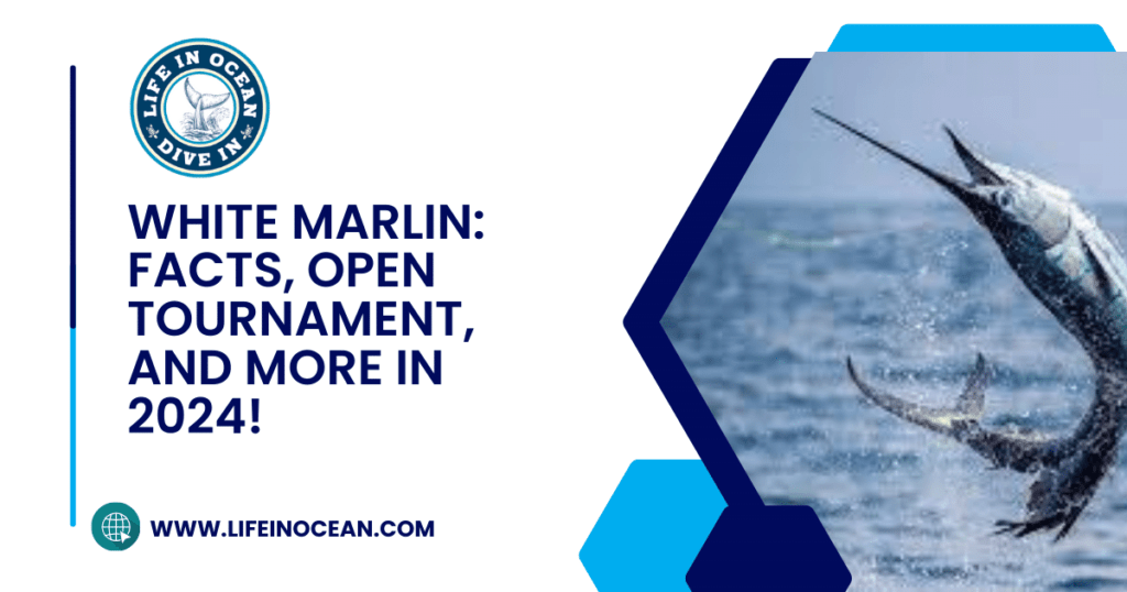 White Marlin: Facts, Open Tournament, and More in 2024!
