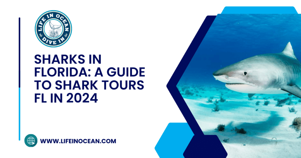 Sharks in Florida: A Guide to Shark Tours FL in 2024