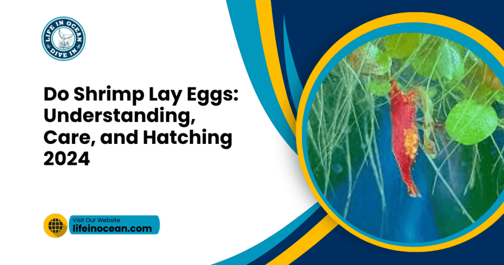 Do Shrimp Lay Eggs: Understanding, Care, and Hatching 2024