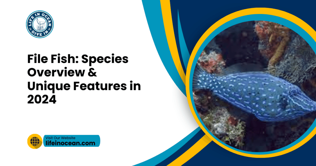 File Fish: Species Overview & Unique Features in 2024