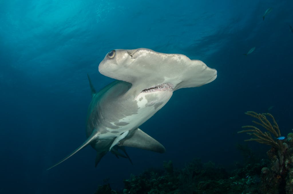 Close-up of a great hammerhead shark swimming in the clear waters of The Bahamas, showcasing marine life.