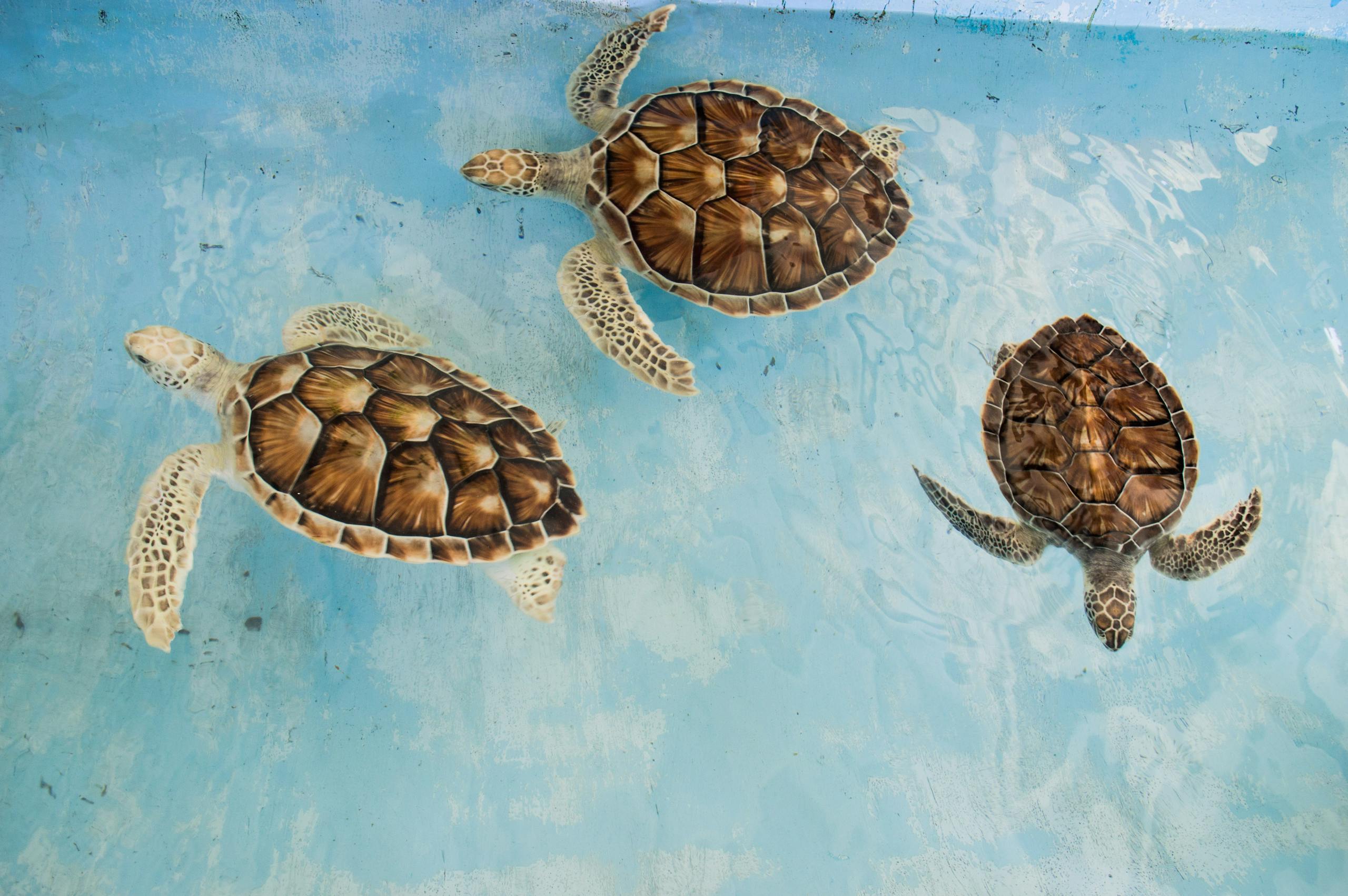 Three sea turtles swimming in clear blue waters of Venezuela, showcasing unique shell patterns.