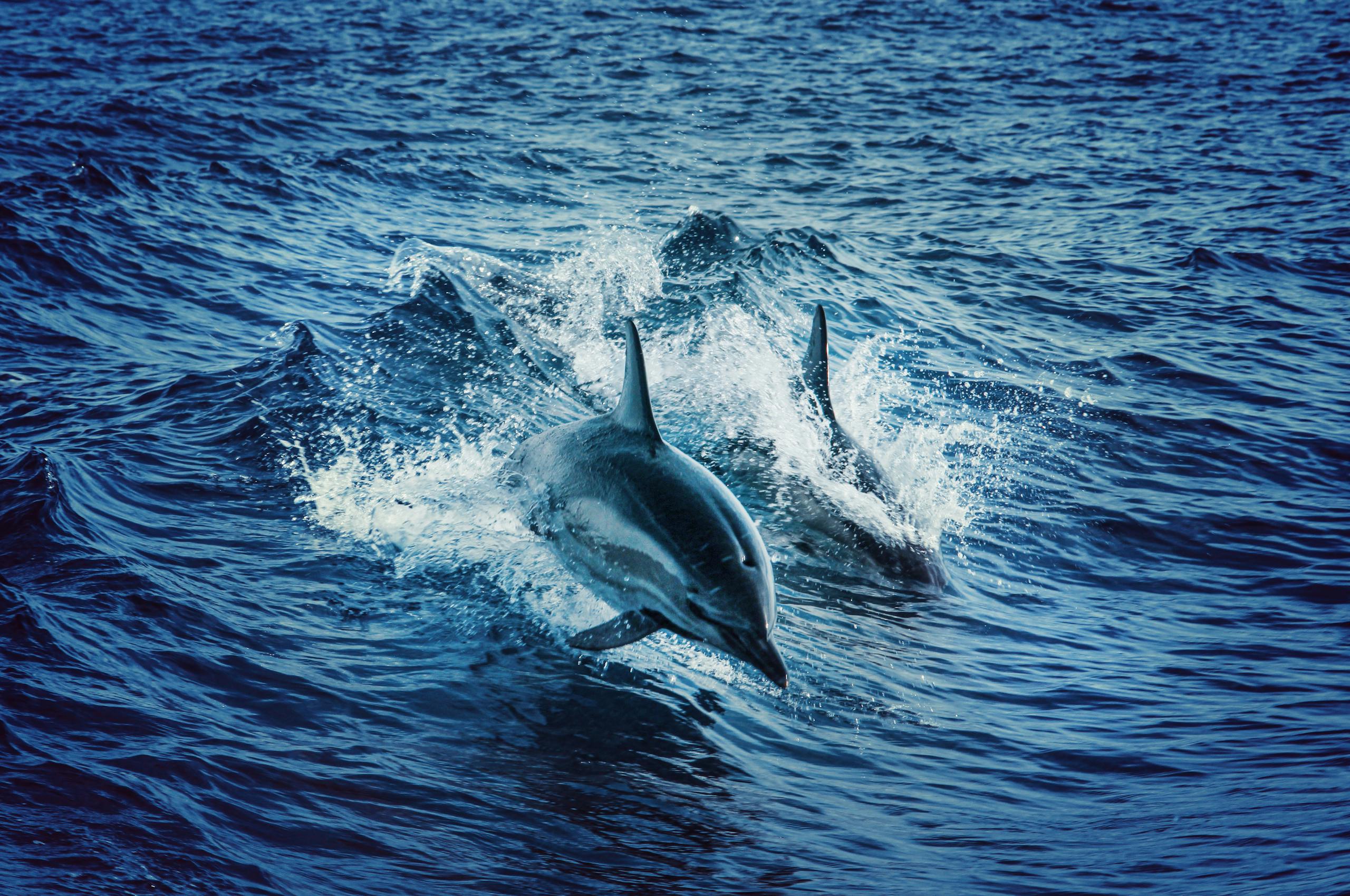 Two dolphins gracefully leap through the vibrant blue waters of the Atlantic Ocean, showcasing aquatic wildlife beauty.