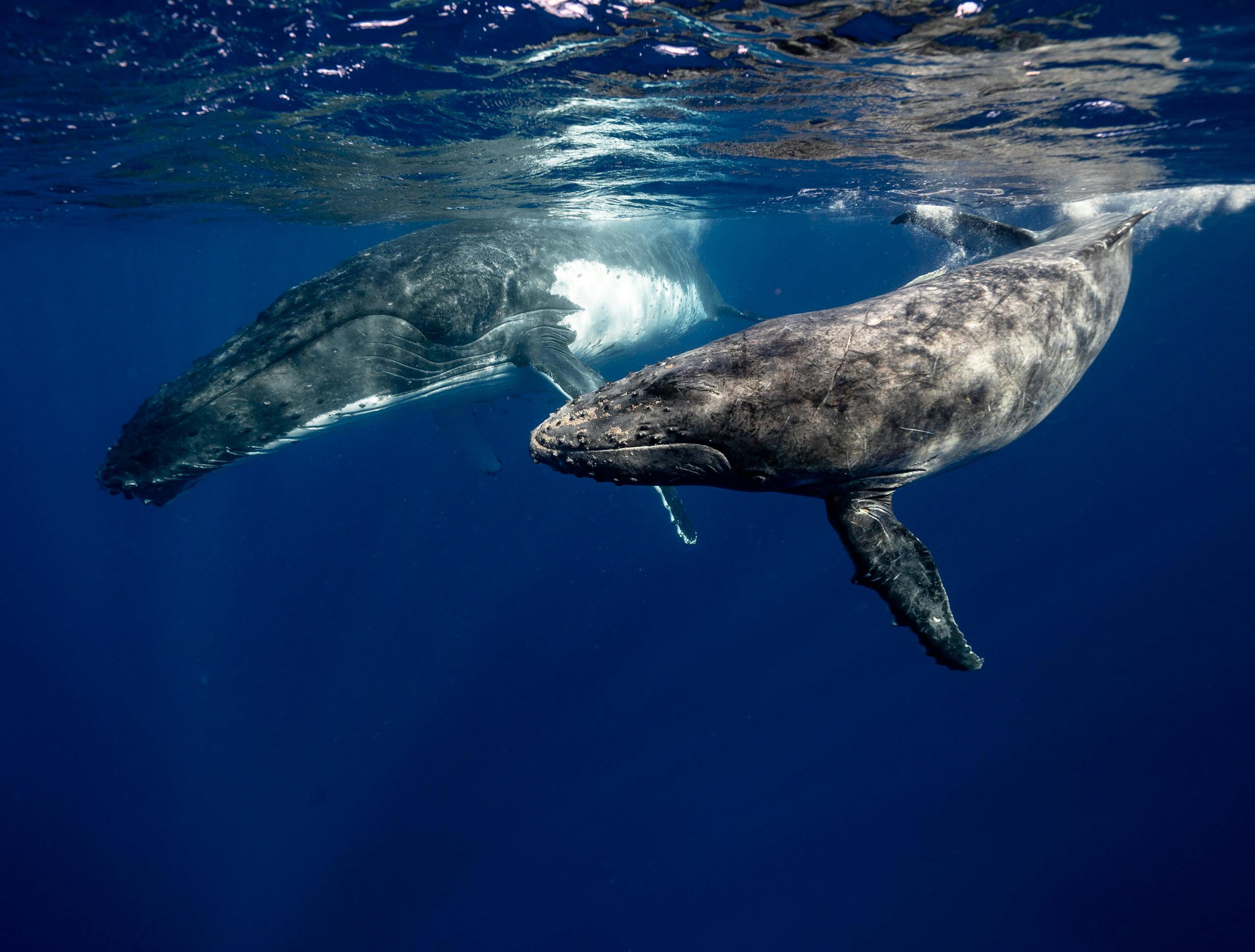 Two humpback whales swimming gracefully in the clear waters of Tonga.