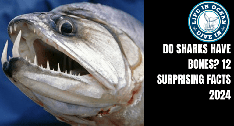 Do Sharks Have Bones? 12 Surprising Facts 2024