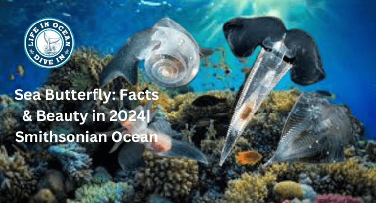 Sea Butterfly: Facts & Beauty in 2024| Smithsonian Ocean